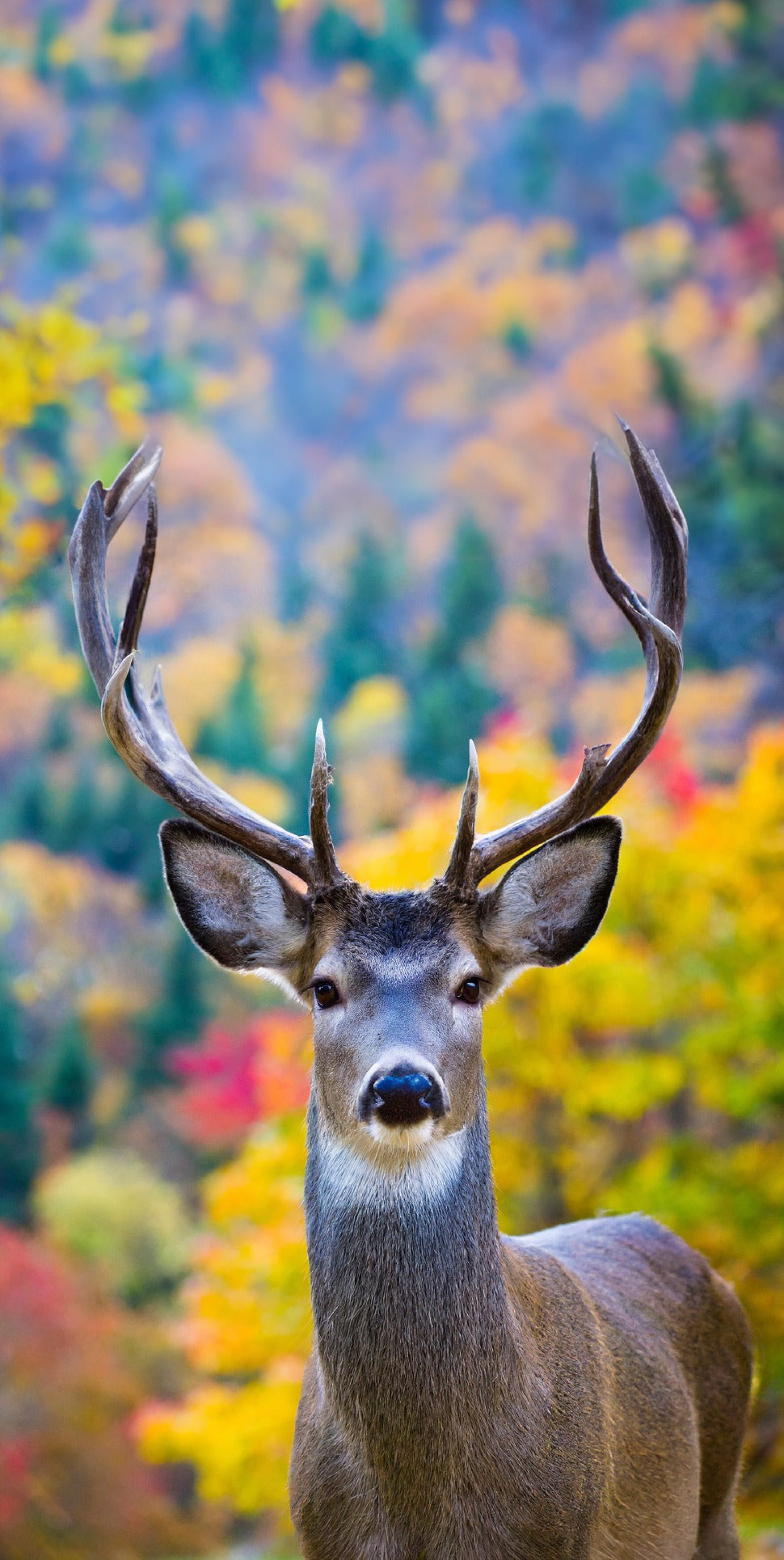 Whitetail Deer cornhole skin artwork