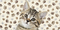 Kitten and Paw Prints license plate design