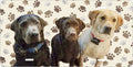 Three Dogs and Paw Prints license plate design