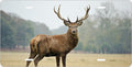 Deer Photo license plate design